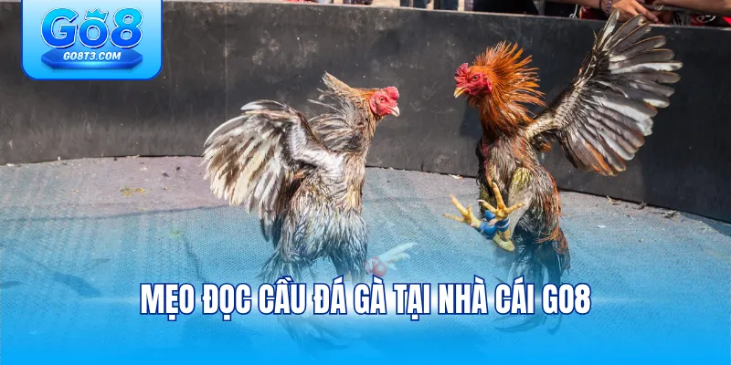 Mẹo Đọc Cầu Đá Gà Tại Nhà Cái Go8